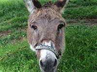 Restaurering og maling af Dyssegaardens hovedhus, den gamle stald og den lille karlebolig